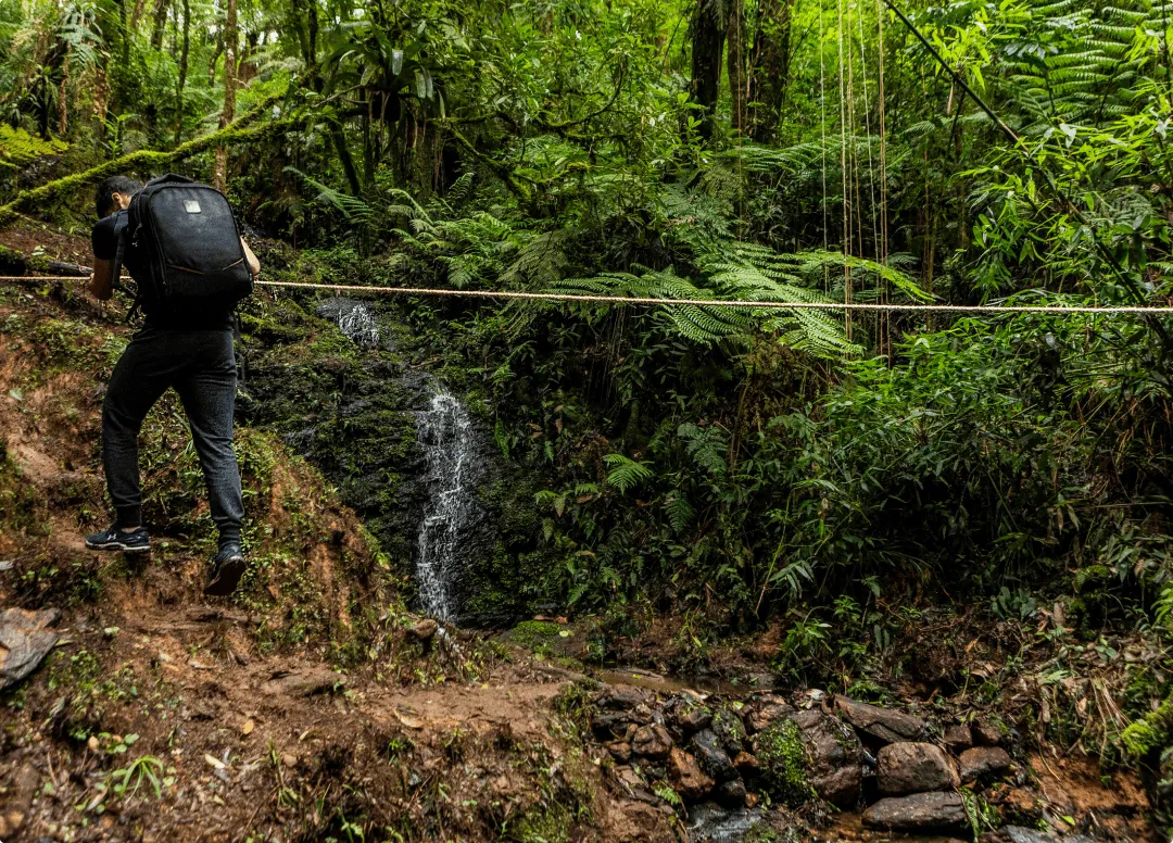 Um homem com uma mochila está caminhando por uma floresta verdejante.